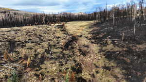 View of tree filled area