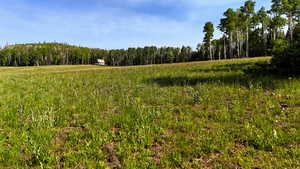 View of wooded area