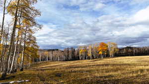 View of mountain backdrop with a forest