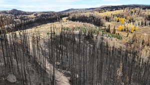 Drone / aerial view of a heavily wooded area