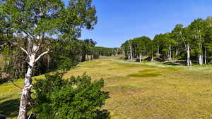 View of grassy yard