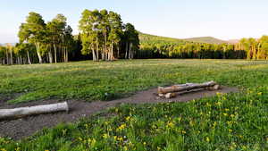 View of yard with a wooded view and a mountain view
