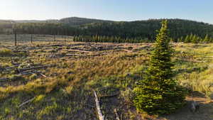 Mountain view featuring a forest