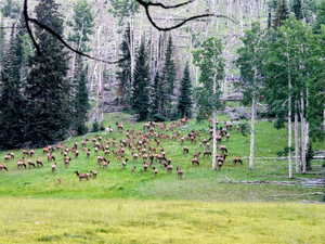 Surrounding community