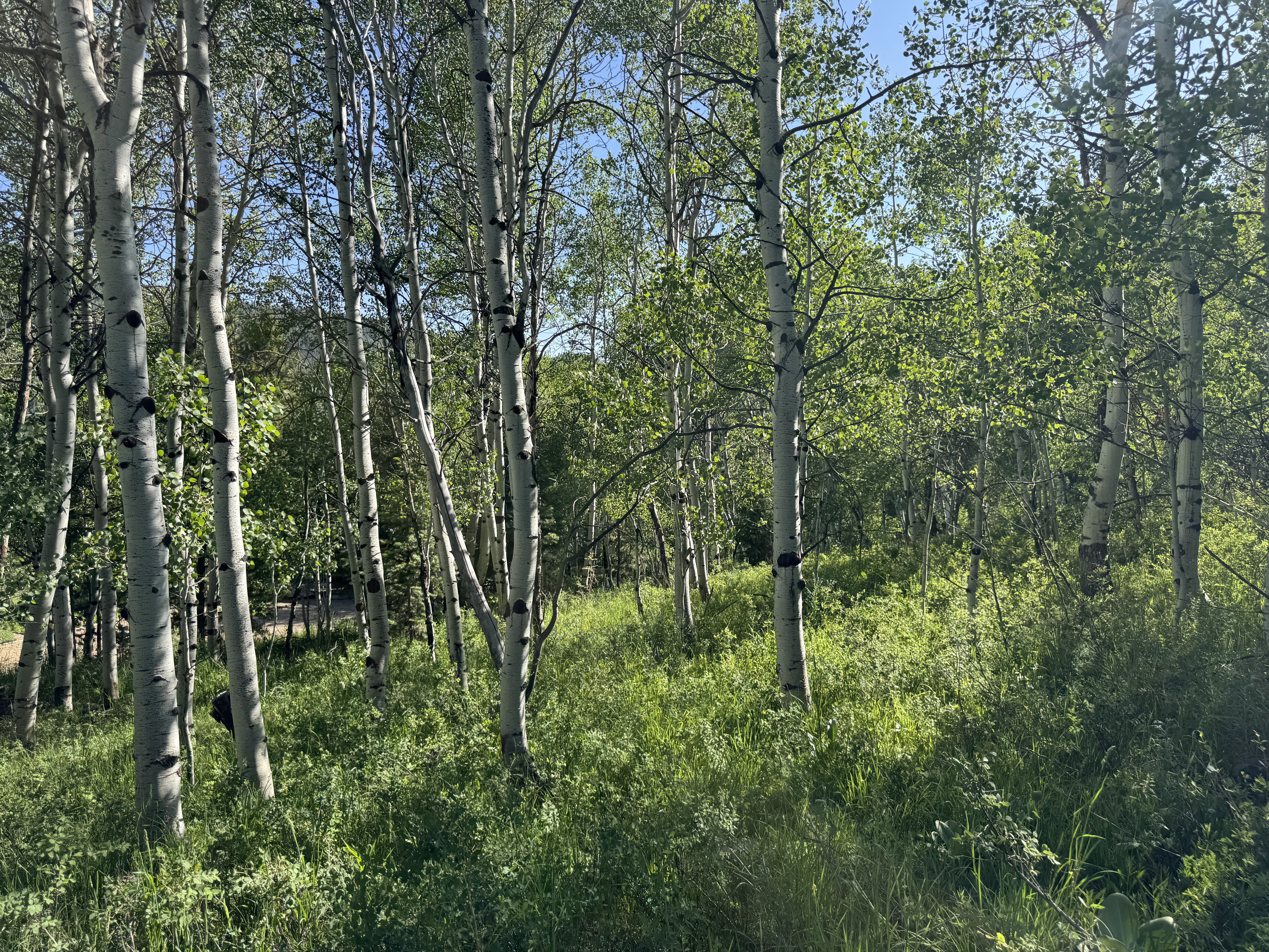 View of undeveloped land