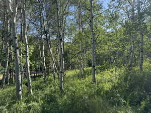 View of undeveloped land