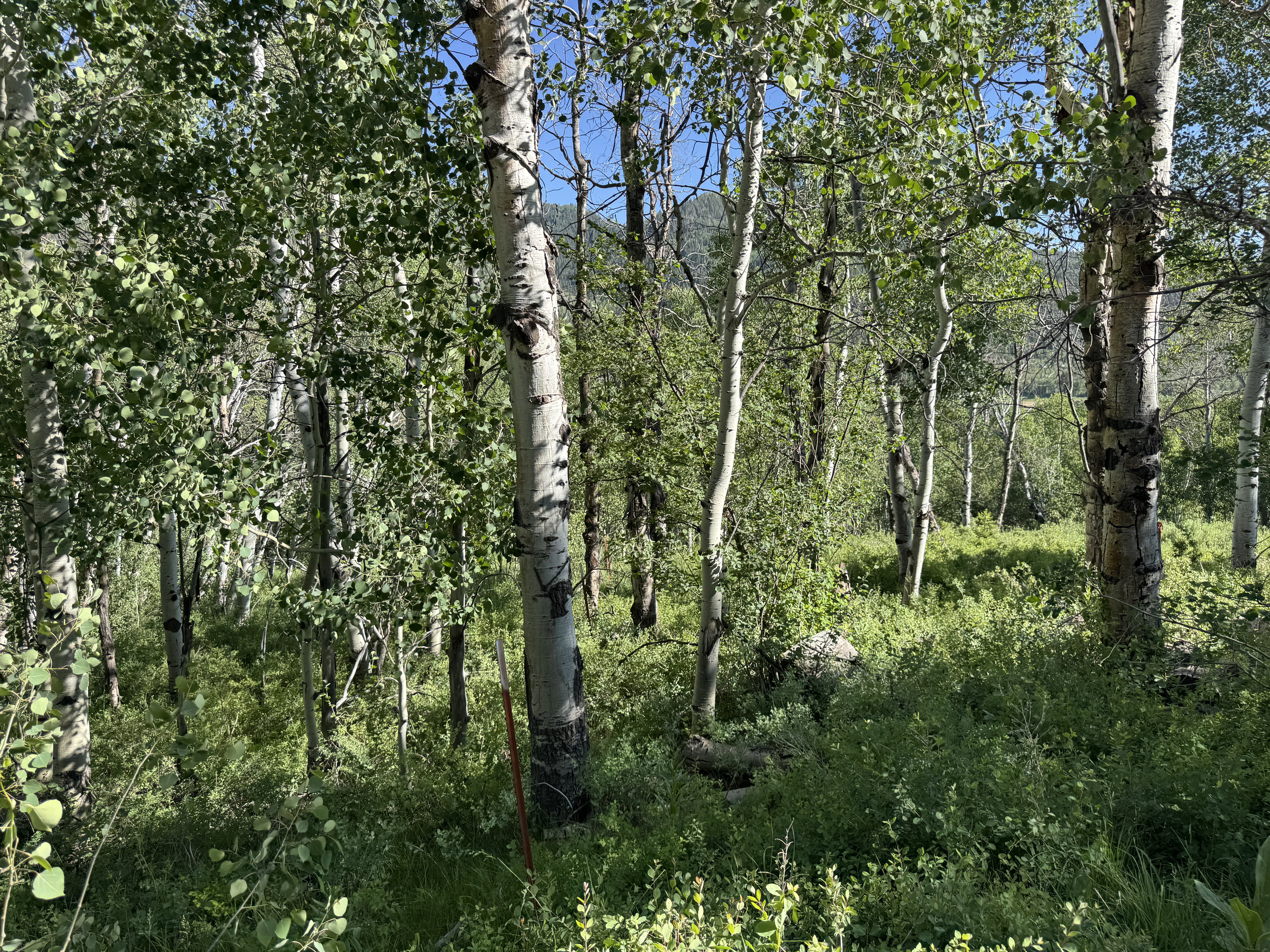 View of local wilderness
