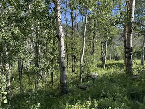 View of local wilderness