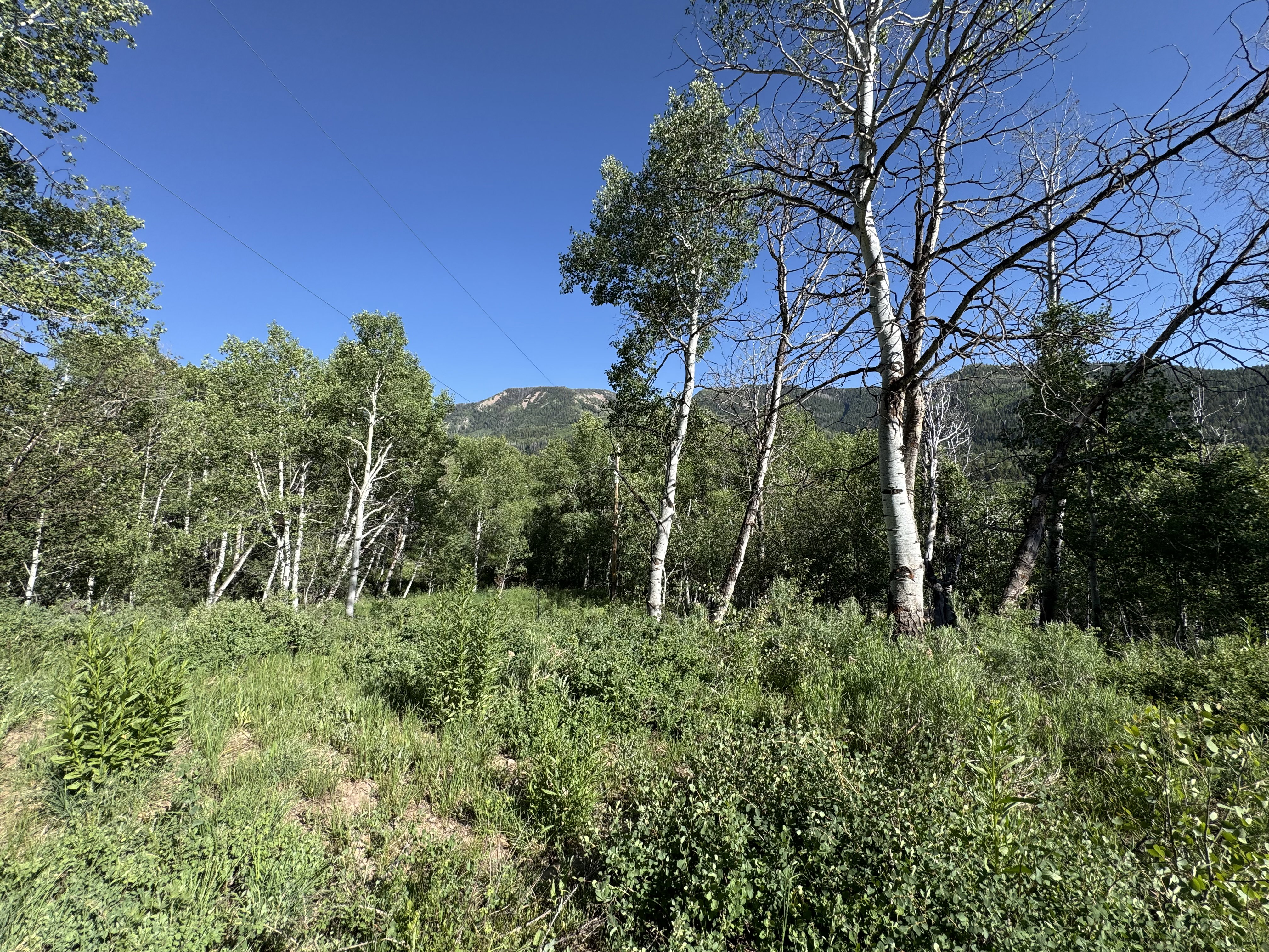 View of tree filled area with a mountain view