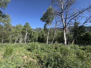 View of tree filled area with a mountain view