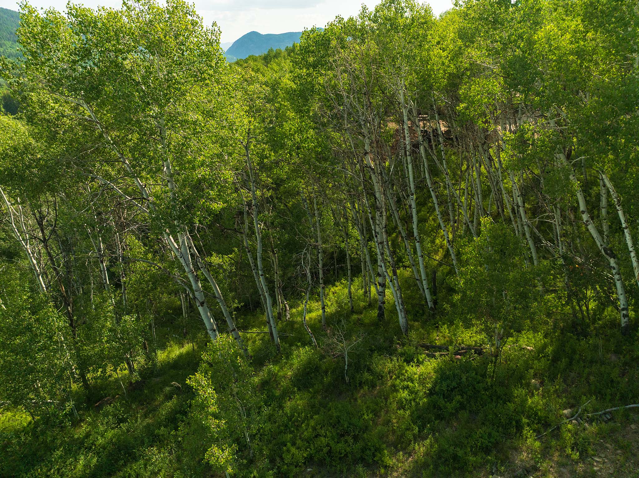 View of tree filled area with a mountain view