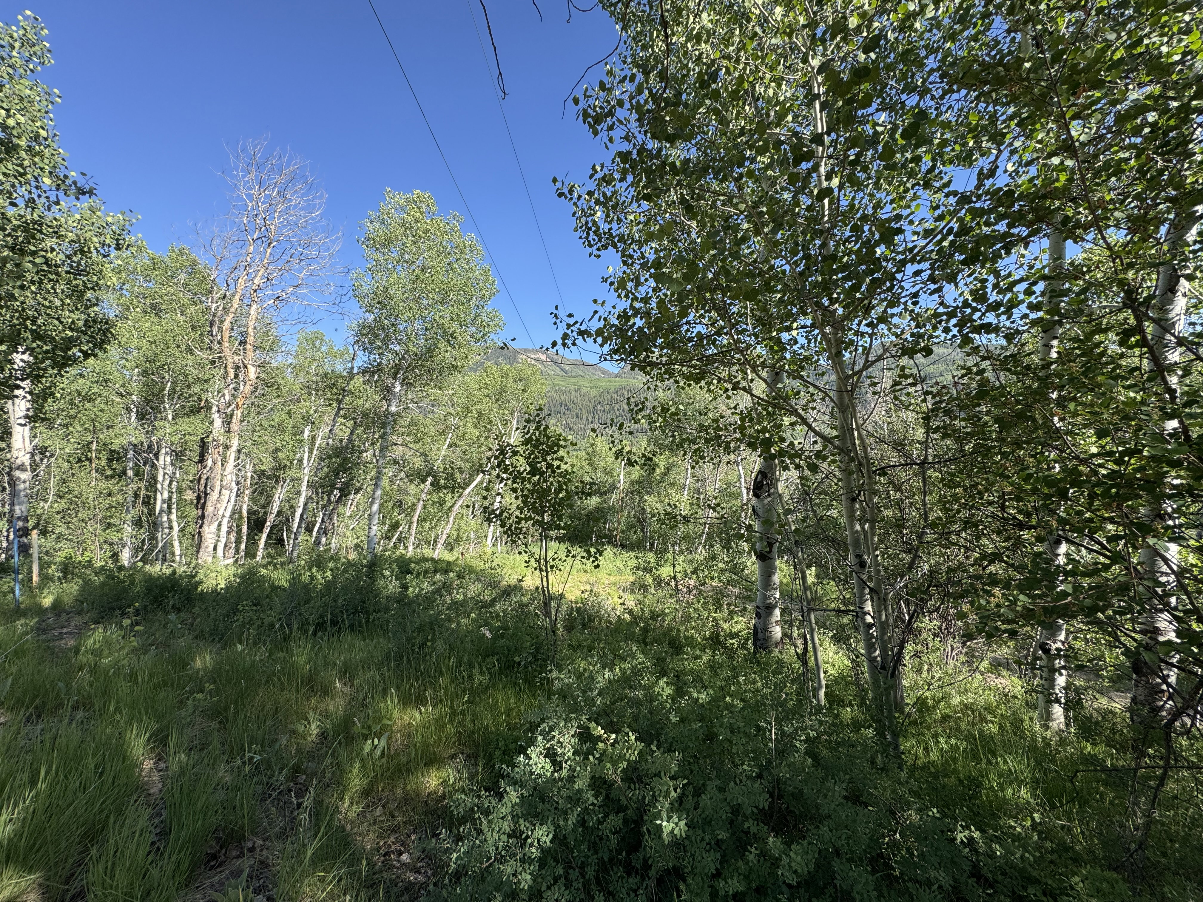 View of local wilderness