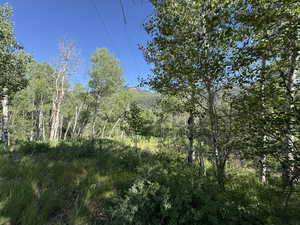 View of local wilderness