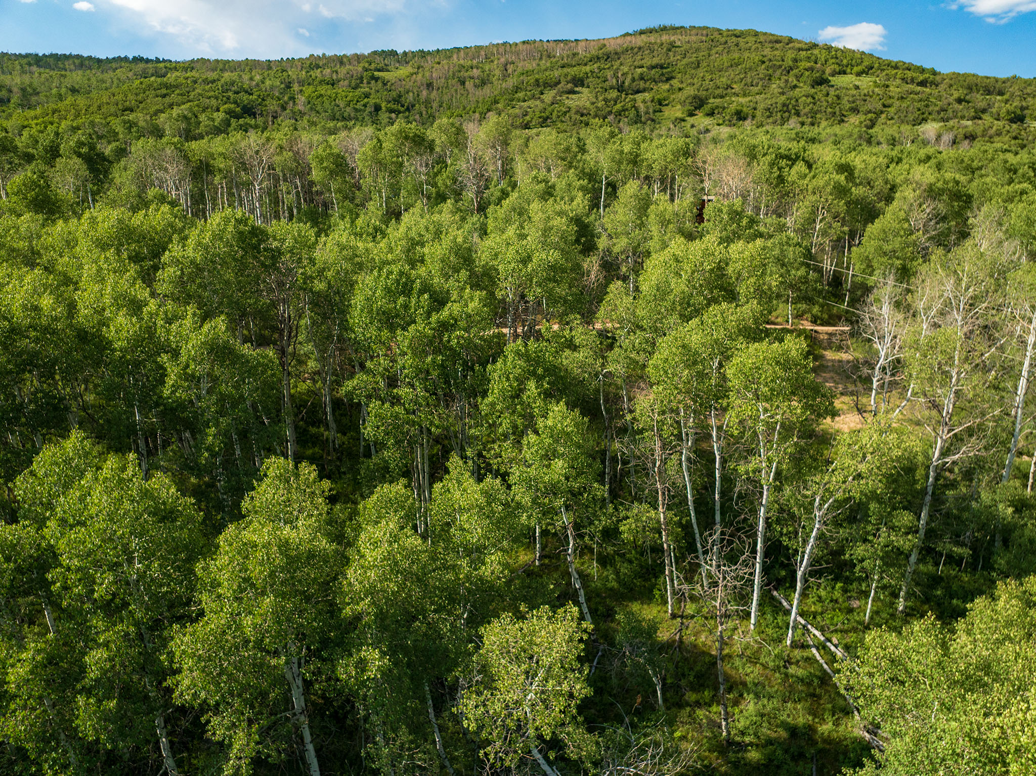 View of mountain background featuring a heavily wooded area