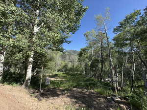 View of tree filled area
