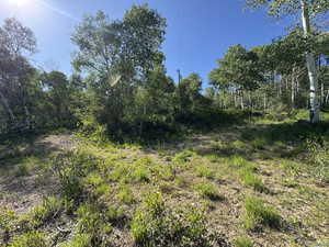 View of local wilderness