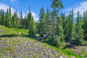 View of tree filled area