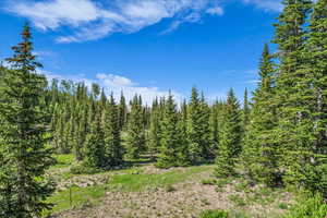 View of wooded area