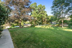 View of green backyard