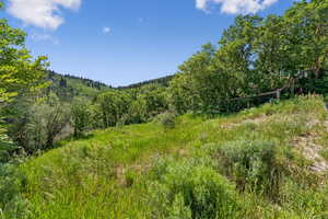 View of tree filled area