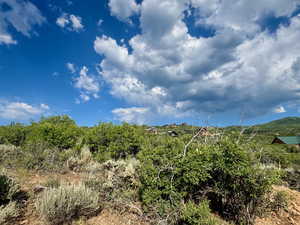 View of local wilderness