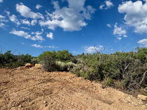 View of local wilderness