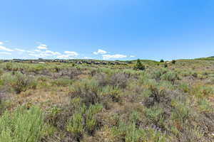 View of local wilderness