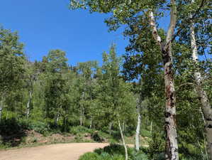 View of local wilderness