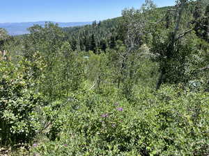 Mountain view featuring a heavily wooded area