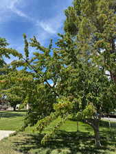 Fruit trees in the yard