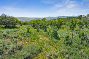 View of mountain background with a forest