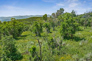 View of mountain background with a heavily wooded area