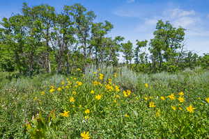 View of local wilderness
