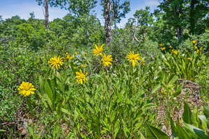 View of local wilderness