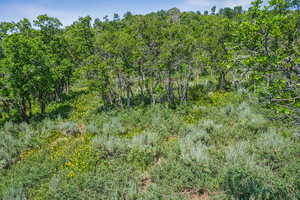 View of wooded area