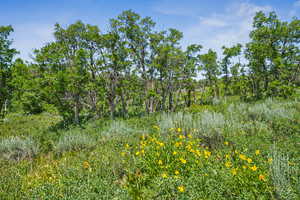 View of tree filled area