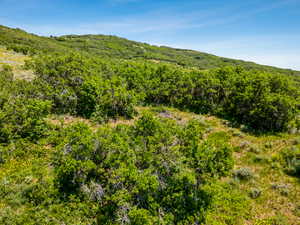 Mountain view with a heavily wooded area