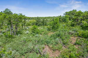View of tree filled area