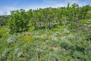 View of wooded area