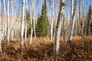 View of wooded area