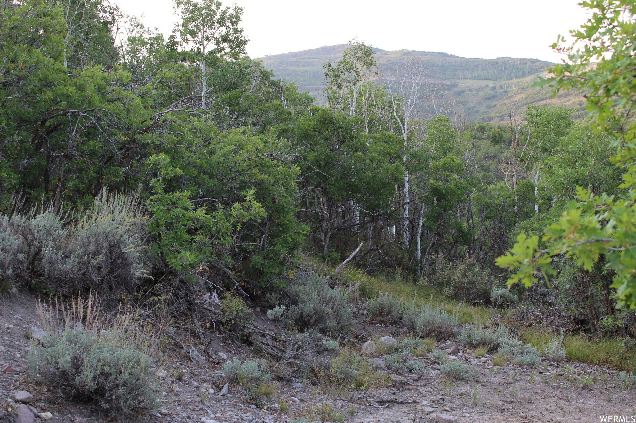 View of mountain background with a forest