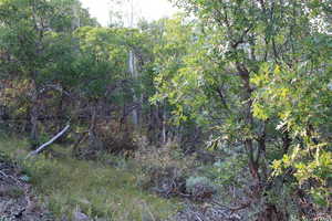 View of wooded area