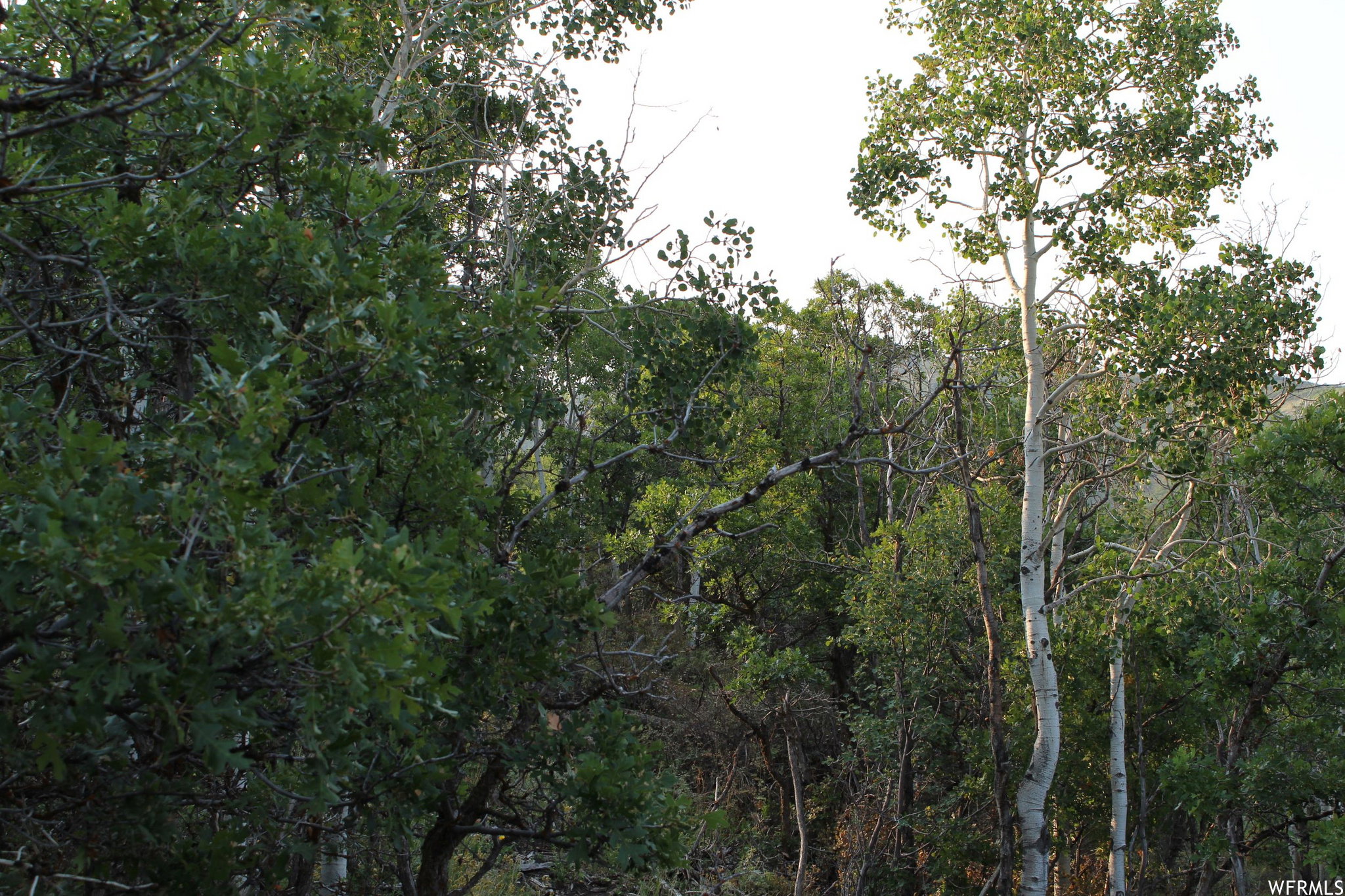 View of nature