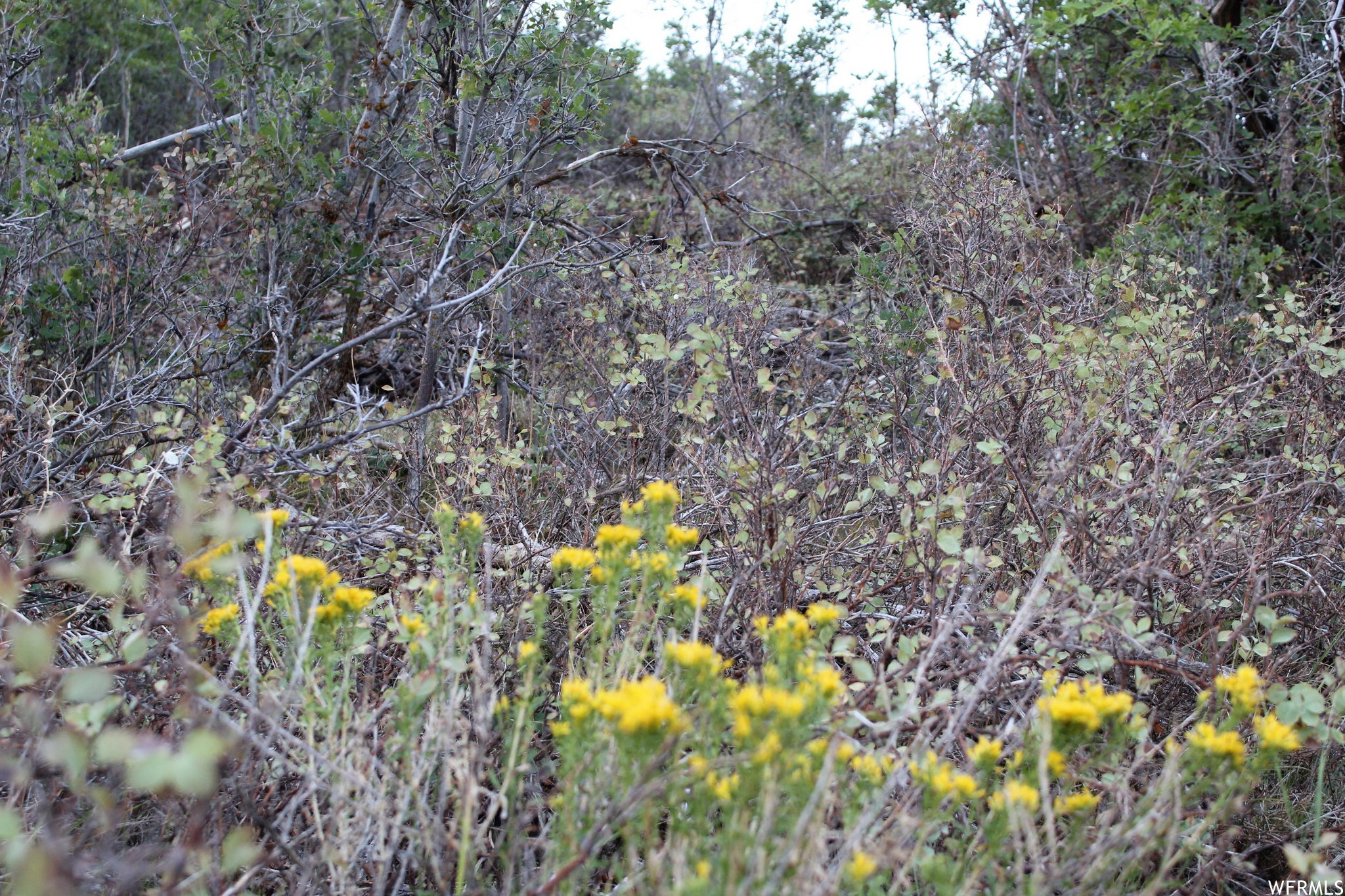 View of nature