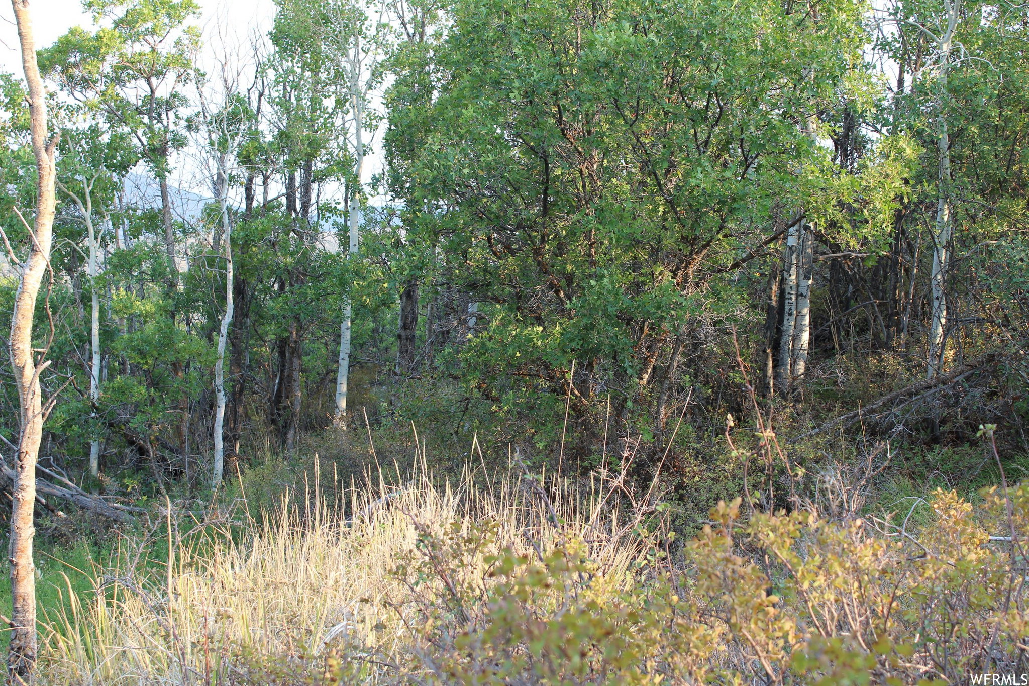View of nature