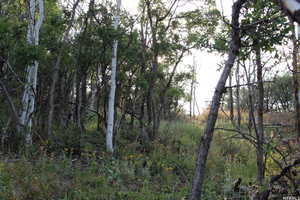 View of undeveloped land