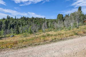 View of tree filled area