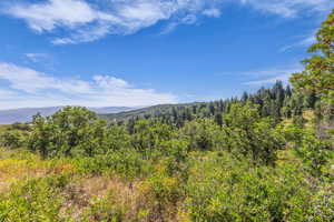Mountain view with a forest