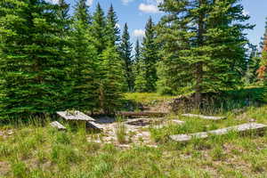 View of tree filled area