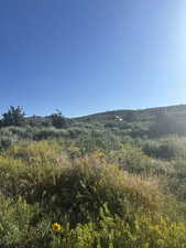 View of local wilderness